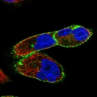 Immunofluorescent staining of human cell line RH-30 shows localization to plasma membrane & microtubule organizing center.