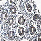 Anti-PTGFRN Antibody