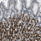 Anti-GALNT15 Antibody