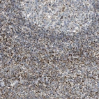 Immunohistochemical staining of human lymphoid tissues shows strong positivity in cytoplasm granular in non-germinal center cells.