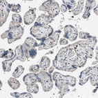 Immunohistochemical staining of human placenta shows very weak granular cytoplasm positvity in trophoblastic cells.
