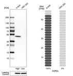 Western blot analysis in human cell lines A-549 and HEK293 using Anti-SQRDL antibody. Corresponding SQRDL RNA-seq data are presented for the same cell lines. Loading control: Anti-HSP90B1.