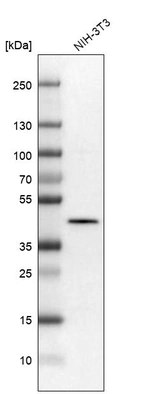 Western blot analysis in mouse cell line NIH-3T3.