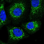 Immunofluorescent staining of human cell line A549 shows localization to mitochondria.