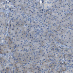 Immunohistochemical staining of human pancreas shows no positivity in exocrine glandular cells as expected.