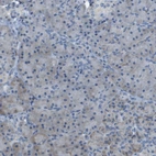 Immunohistochemical staining of human pancreas shows no positivity in exocrine glandular cells as expected.