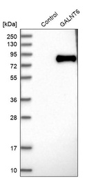 Western blot analysis in control (vector only transfected HEK293T lysate) and GALNT6 over-expression lysate (Co-expressed with a C-terminal myc-DDK tag (~3.1 kDa) in mammalian HEK293T cells, LY416125).