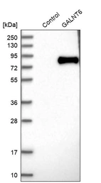 Western blot analysis in control (vector only transfected HEK293T lysate) and GALNT6 over-expression lysate (Co-expressed with a C-terminal myc-DDK tag (~3.1 kDa) in mammalian HEK293T cells, LY416125).