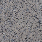 Immunohistochemical staining of human pancreas shows no positivity in exocrine glandular cells as expected.