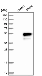 Western blot analysis in control (vector only transfected HEK293T lysate) and CD276 over-expression lysate (Co-expressed with a C-terminal myc-DDK tag (~3.1 kDa) in mammalian HEK293T cells, LY410803).