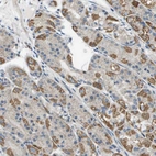 Anti-TAOK3 Antibody