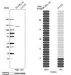 Western blot analysis in human cell lines SK-MEL-30 and U2OS using Anti-TAOK3 antibody. Corresponding TAOK3 RNA-seq data are presented for the same cell lines. Loading control: Anti-COX4I1.