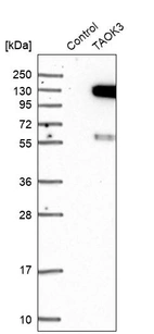 Western blot analysis in control (vector only transfected HEK293T lysate) and TAOK3 over-expression lysate (Co-expressed with a C-terminal myc-DDK tag (~3.1 kDa) in mammalian HEK293T cells, LY414078).