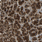 Anti-PLBD2 Antibody