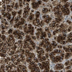 Anti-PLBD2 Antibody
