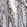 Anti-PIP5K1C Antibody