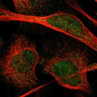 Immunofluorescent staining of human cell line U-2 OS shows localization to nucleoplasm & cytosol.