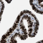 Immunohistochemical staining of human fallopian tube using Anti-PGR antibody HPA017176.