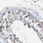 Immunohistochemical staining of human testis using Anti-PGR antibody HPA017176.