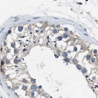 Immunohistochemical staining of human testis using Anti-PGR antibody HPA017176.