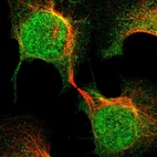 Immunofluorescent staining of human cell line U-2 OS shows localization to nucleus, nucleoli & cytosol.
