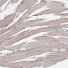 Immunohistochemical staining of human skeletal muscle shows very weak positivity in myocytes as expected.