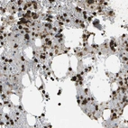 Anti-CACHD1 Antibody