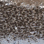 Immunohistochemical staining of human cerebellum shows strong nuclear positivity in cells in granular layer.