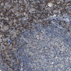 Immunohistochemical staining of human lymph node shows moderate cytoplasmic positivity in non-germinal center cells.