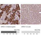 Anti-ERV3-1 Antibody