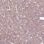 Anti-ERV3-1 Antibody