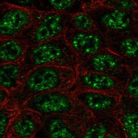 Anti-SHANK2 Antibody