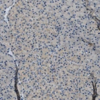 Immunohistochemical staining of human pancreas shows no cytoplasmic positivity in exocrine glandular cells as expected.