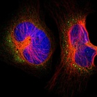 Immunofluorescent staining of human cell line U-2 OS shows localization to cytosol & vesicles.