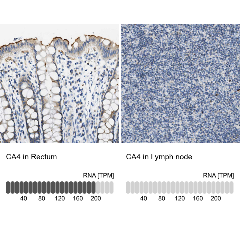 Anti-CA4 Antibody