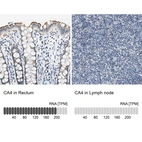 Anti-CA4 Antibody