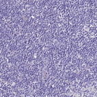 Immunohistochemical staining of human lymph node shows no positivity in non-germinal center cells as expected.