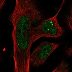 Immunofluorescent staining of human cell line U-2 OS shows localization to nucleoplasm & nuclear bodies.
