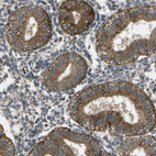 Immunohistochemical staining of human endometrium shows moderate cytoplasmic positivity in glandular cells.