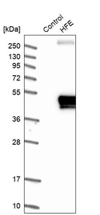 Western blot analysis in control (vector only transfected HEK293T lysate) and HFE over-expression lysate (Co-expressed with a C-terminal myc-DDK tag (~3.1 kDa) in mammalian HEK293T cells, LY424725).