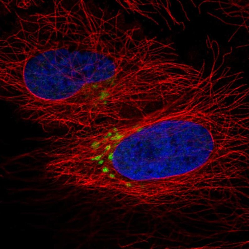 Anti-QSOX2 Antibody