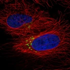 Anti-QSOX2 Antibody