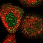 Immunofluorescent staining of human cell line A-431 shows localization to nucleus & cytosol.