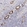 Anti-FRMD3 Antibody