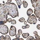 Immunohistochemical staining of human placenta shows moderate cytoplasmic positivity in trophoblastic cells.