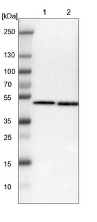Lane 1: NIH-3T3 cell lysate (Mouse embryonic fibroblast cells)_br/_Lane 2: NBT-II cell lysate (Rat Wistar bladder tumour cells)
