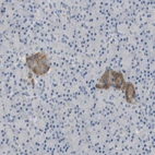 Anti-FNDC9 Antibody
