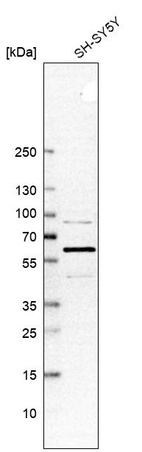 Anti-SPAST Antibody