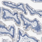 Immunohistochemical staining of human small intestine shows no positivity in glandular cells as expected.
