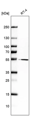 Western blot analysis in human cell line RT-4.